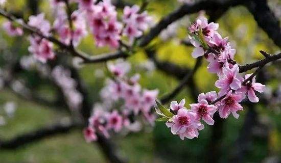 故宫花信｜桃花：习习香熏薄薄烟 杏迟梅早不同妍